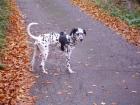 Spyke 8 Monate alter Dalmatiner sucht ein Zuhause