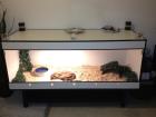 Boa c. c. Inkl Kunststoffterrarium 180x70x70