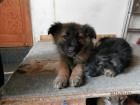 Süße Australien Shepard mix