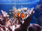 Meerwasserquarium mit Unterschrank 250l Inhalt und Zubehör