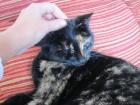 Trico liebes soziales Schildpattmädchen
