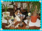Australian Shepherd Border Collie mix/erwartet Damenbesuch