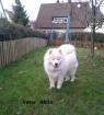 Samojedenwelpen