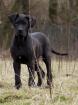 Deutsche Dogge Doggenwelpe Hündin schwarz m. P.