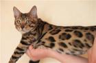 Bengalkatzen Bengalkatze Bengalkitten