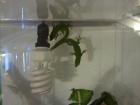 2 Phelsuma madagascariensis grandis - Madagaskar Taggecko