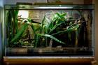 Großes Tropen-Terrarium all inclusive abzugeben