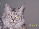 Bildhübsche Maine Coon Poly Dame
