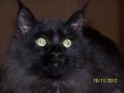 Silver tabby girl Kater in black