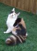 . Wunderschönes junges Maine Coon Mädchen kastriert .