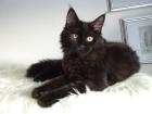 . Traumhaft schönes Maine Coon Kitten in BLACK SMOKE .