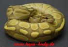 Python regius Ghost und Butterghost von 2022