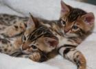 4hübsche Bengalkatzen 8 Monate rosetted