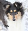 Bekka ein Colliewelpe / weiblich / Papiere Cfbrh - VDH sucht .