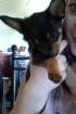Chihuahua sucht nette Familie
