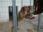Pollux ein freundlicher Mix-Rüde braucht dringend Ihre Hilfe.