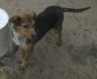 Der kleine Tobi wurde ca. im September 2022 in Serres geboren.