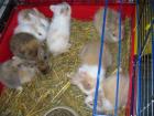 Zuckersüße Löwenköpfchen für unbegrenzte Kuschelstunden