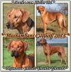 Wir erwarten Reinrassige Rhodesian Ridgeback Welpen um den 16. Mai Züchter
