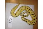 Verkaufe BumbleeBee Piebald Pinstripe HC Albino ENZ 2022