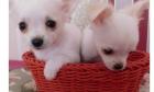 CHIHUAHUA-Welpen Rüden Hündinnen mit Ahnentafel