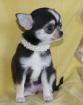 Chihuahua Welpen in KH -Husky und Tricolor-