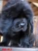 FCI Do-khyi Welpen kennel Sea Devils