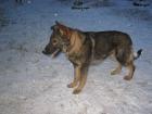 Treuer Schäferhund sucht neue Besitzer