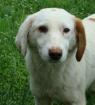 Anka geb. ca. Oktober 2022 sucht eine Familie.