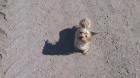 Liebe Yorkshire Terrier Hündin zu verkaufen