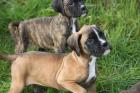 Boxerwelpen m. Pap. gestromt und rot WT 17. 02. 2022