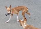 Tarifa sucht ein schönes Zuhause hundeerfahrene Katzen kein Problem