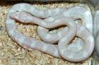 Kornnatter Pantherophis guttatus