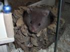 Teddyhamster Jungtiere Schokobraun m w