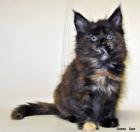Maine Coon Babys of stoneway suchen einen liebevollen Dosenöffner zum v