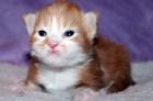 Mai Maine Coon Katerchen suchen ab Ende Juli Sie zum verwöhnen