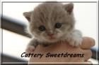 Katzenbabys reine British Kurzhaare aus famil. Hobbyzucht mit Stammbaum