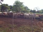 Paraguay 200 ha Farm mit Rinderzucht
