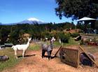 Chile Farm mit Schafen und Alpaka Obst und Gemüse