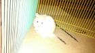 Hamster Lillifee sucht neues liebes Zuhause