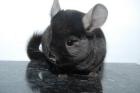 Chinchilla DT. Nachzucht