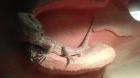 4 Bartagame zu verschenken 2 Terrarien zu verkaufen