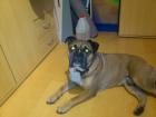 Old English Bulldog kein Kampfhund 5 Jahre alt - Kinderlieb und mit Papieren