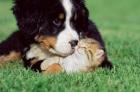 Liebevolle verantwortungsbewußte Hundebetreuung