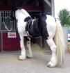 Toller Tinkerwallach 7 Jahre Tinker geritten und gefahren