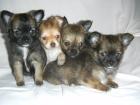 Süße Bildschöne und Reinrassiger typvoller Chihuahua Welpen
