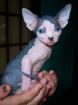 Canadian Sphynx Mädchen Spitzenqualität