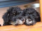 Zwergschnauzer Welpen schwarz-silber Kennel mit Qualitätsiegel