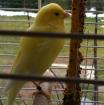 Kanarienvogel vermisst