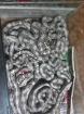 Boa Constrictor Imperator